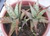Aloe rauhii cv 'snowflake' di Patrizia 1.jpg